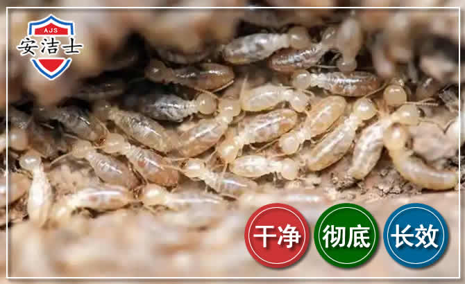 龙泉白蚁防治