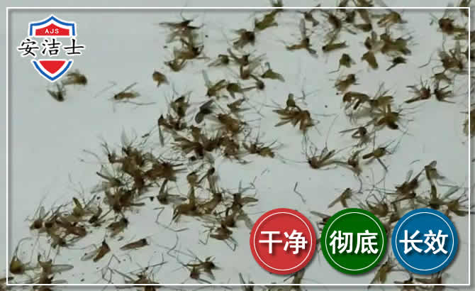 龙泉苍蝇防治-灭蝇
