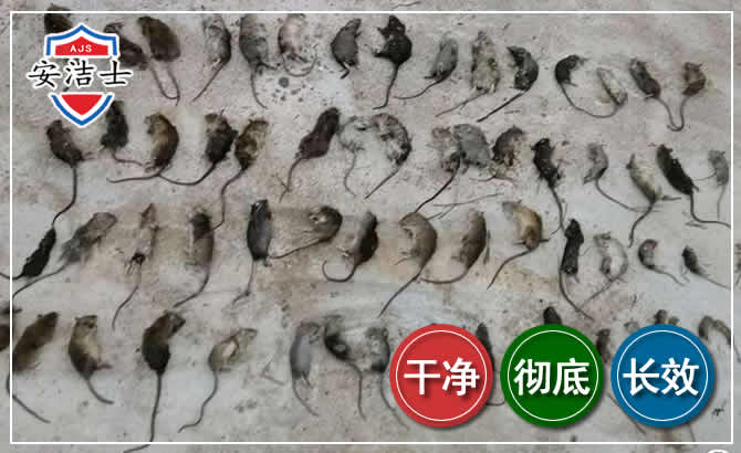 龙泉鼠害防治-灭鼠