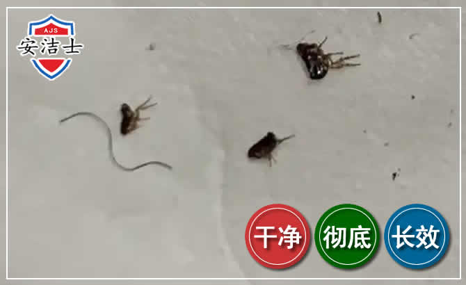 龙泉跳蚤防治-灭跳蚤