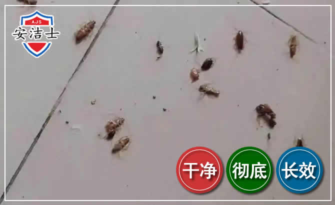 龙泉蟑螂防治-灭蟑螂