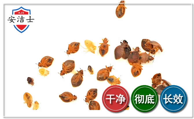 龙泉臭虫防治-消灭臭虫